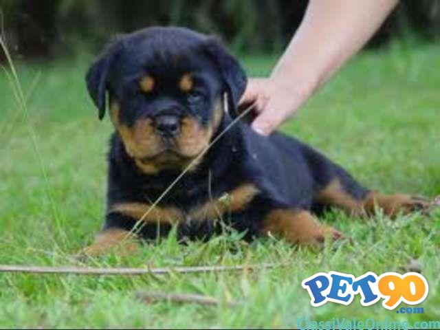 Filhotes graciosos de Rottweiler