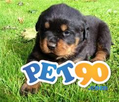 Filhotes graciosos de Rottweiler