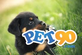 Filhotes graciosos de Rottweiler