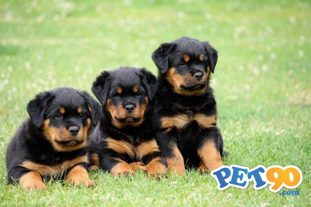 Filhotes graciosos de Rottweiler