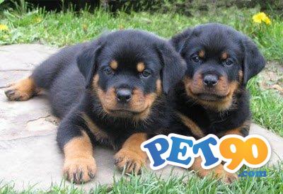 Filhotes graciosos de Rottweiler