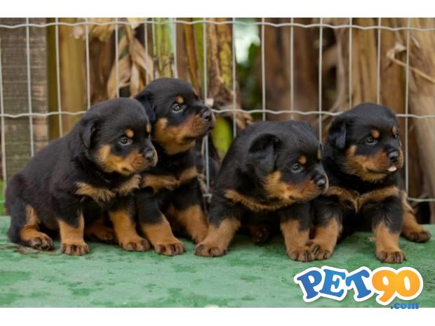 Filhotes graciosos de Rottweiler