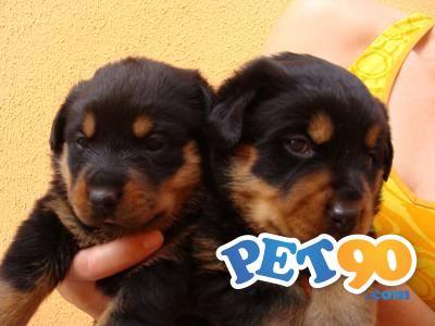 Filhotes graciosos de Rottweiler