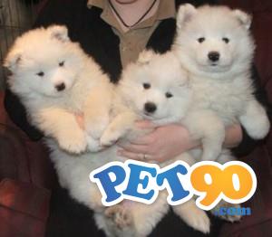 Filhotes Graciosos de Saimoeda