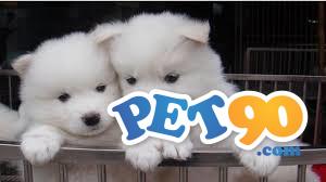 Filhotes Graciosos de Saimoeda