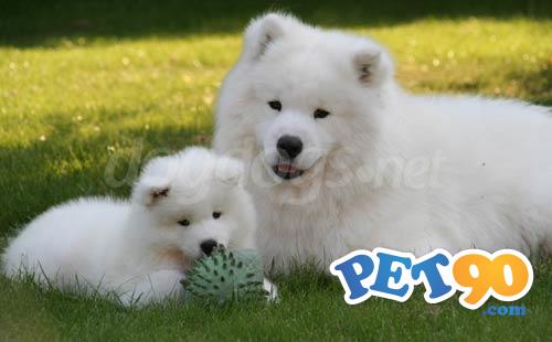 Filhotes Graciosos de Saimoeda