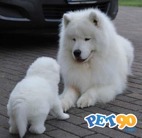 Filhotes Graciosos de Saimoeda