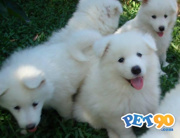 Filhotes Graciosos de Saimoeda