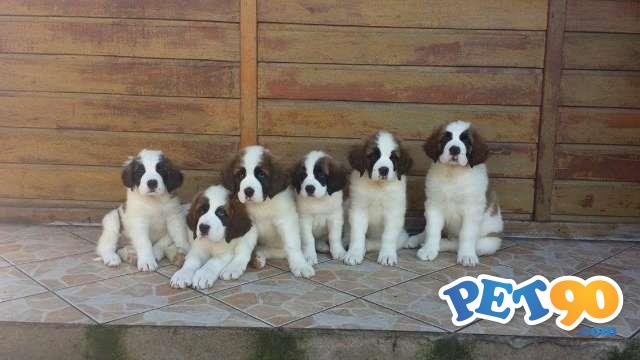 Filhotes graciosos de São Bernardo