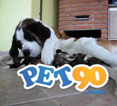 Filhotes graciosos de São Bernardo