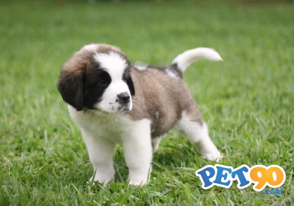 Filhotes graciosos de São Bernardo