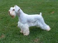 Filhotes Graciosos de Schnauzer Sal e pimenta , Branco e Preto