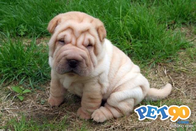Filhotes graciosos de Sharpei