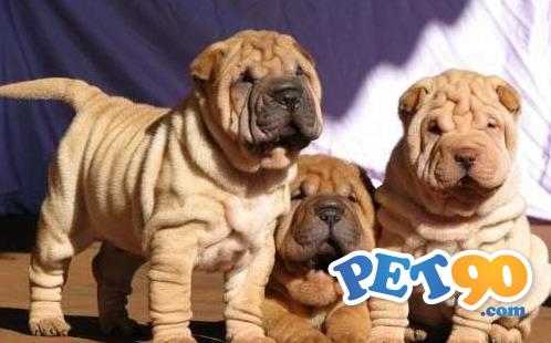 Filhotes graciosos de Sharpei