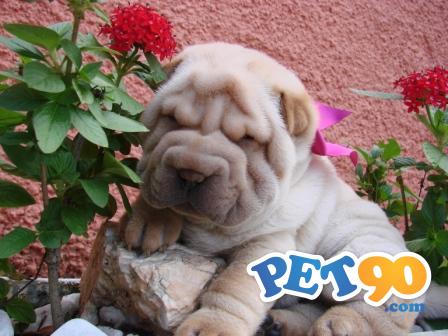 Filhotes graciosos de Sharpei
