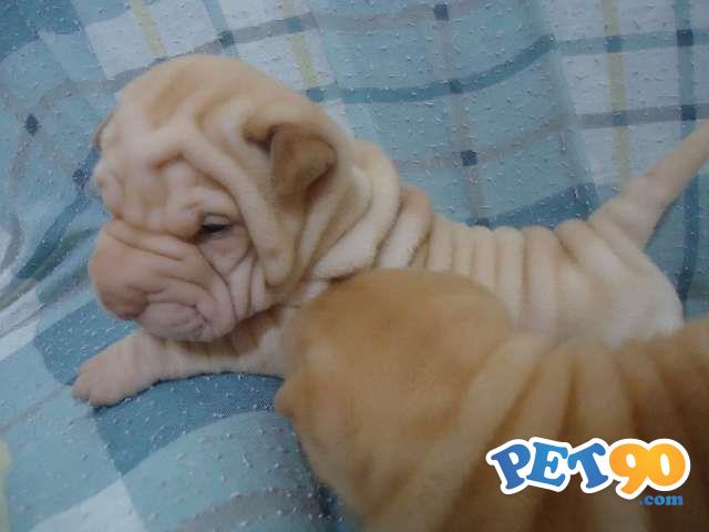 Filhotes graciosos de Sharpei