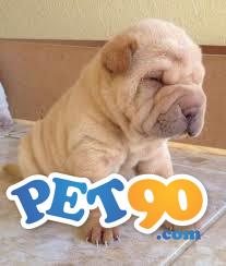 Filhotes graciosos de Sharpei