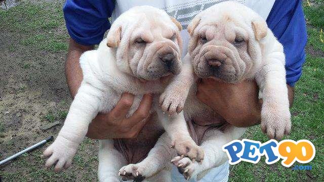 Filhotes graciosos de Sharpei