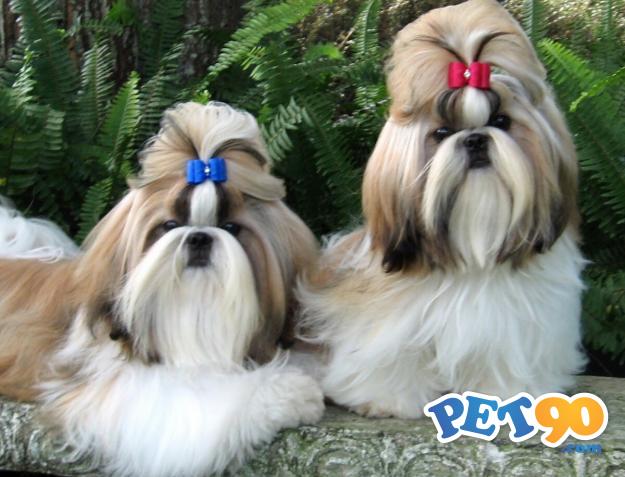 Filhotes graciosos de Shihtzu
