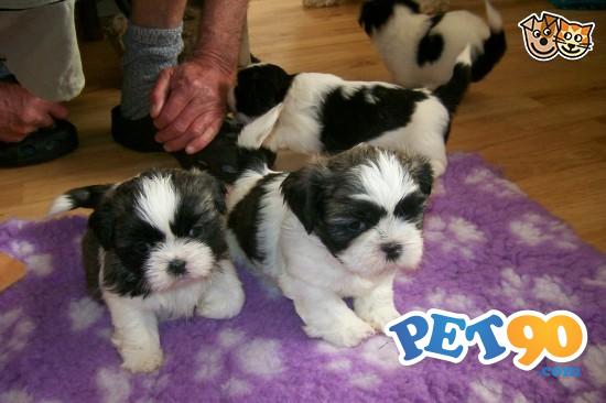 Filhotes graciosos de Shihtzu