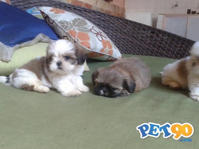 Filhotes graciosos de Shihtzu