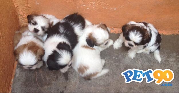 Filhotes graciosos de Shihtzu