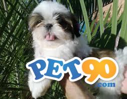 Filhotes graciosos de Shihtzu