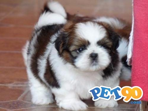 Filhotes graciosos de Shihtzu