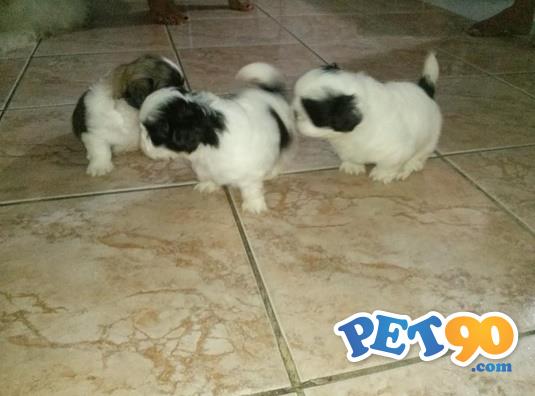 Filhotes graciosos de Shihtzu