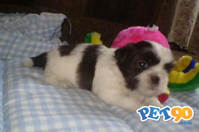 Filhotes graciosos de Shihtzu