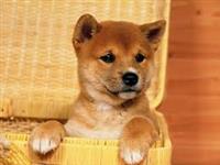 Filhotes graciosos de Shiba Inu