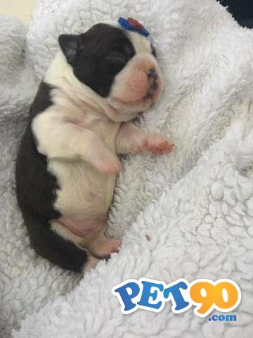 Filhotes graciosos de Boston terrier