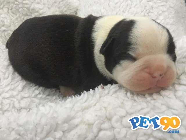 Filhotes graciosos de Boston terrier