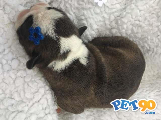 Filhotes graciosos de Boston terrier