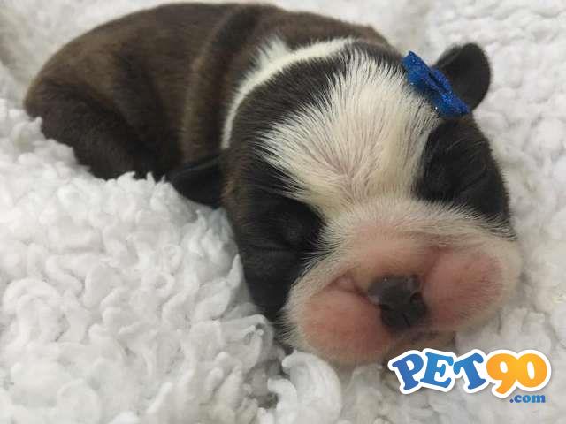 Filhotes graciosos de Boston terrier