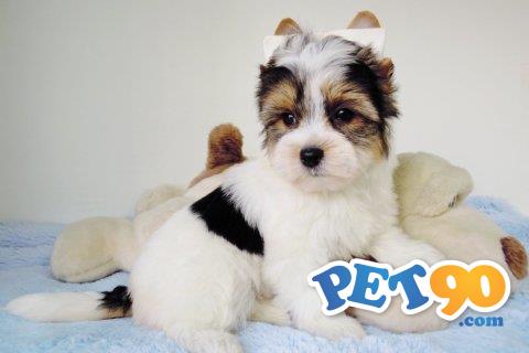 Filhotes graciosos de York Biewer