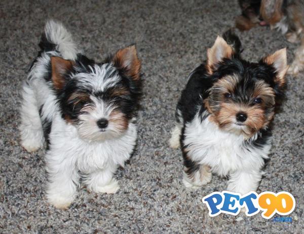 Filhotes graciosos de York Biewer