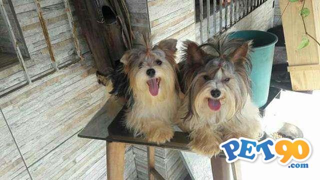 Filhotes graciosos de York Biewer