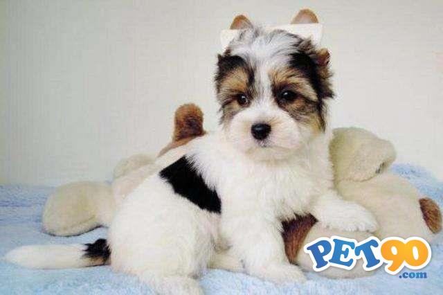 Filhotes graciosos de York Biewer