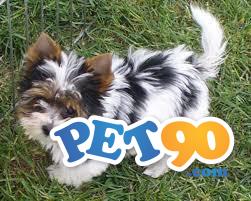 Filhotes graciosos de York Biewer