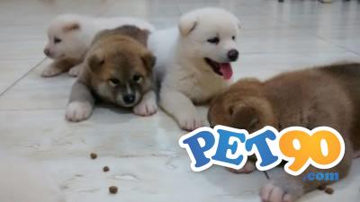 Filhotes graciosos de akita Inu