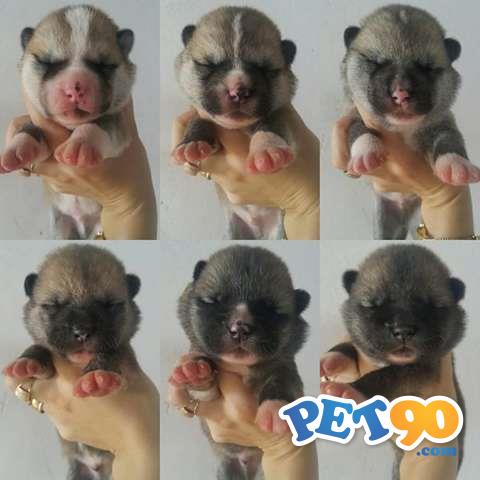 Filhotes graciosos de akita Inu
