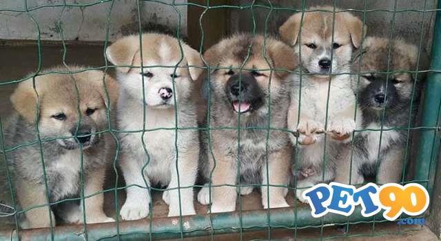 Filhotes graciosos de akita Inu