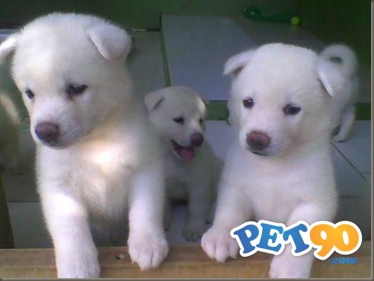 Filhotes graciosos de akita Inu