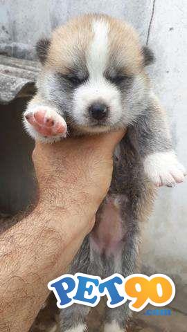 Filhotes graciosos de akita Inu