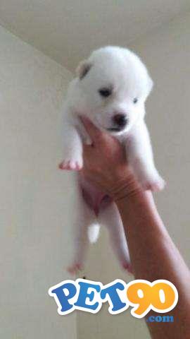 Filhotes graciosos de akita Inu