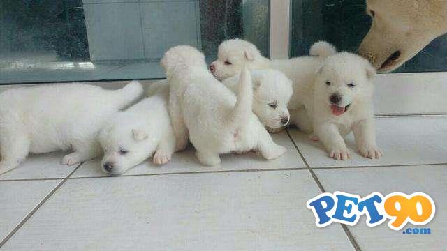 Filhotes graciosos de akita Inu