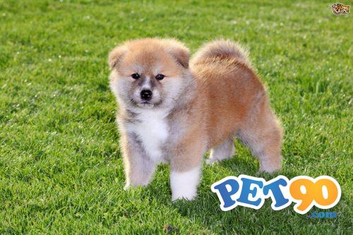 Filhotes graciosos de akita Inu