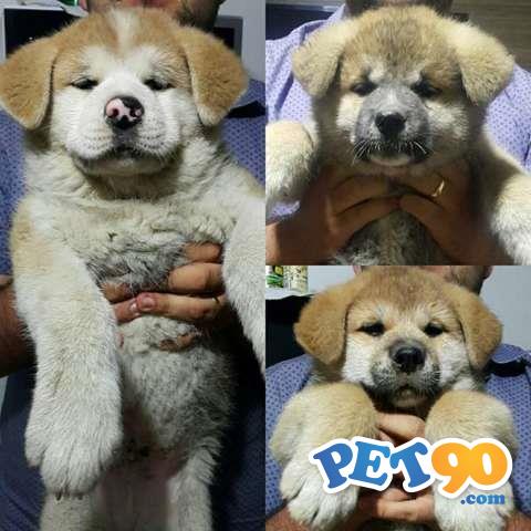 Belos Filhotes de Akita Inu