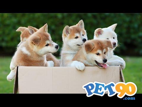 Belos Filhotes de Akita Inu